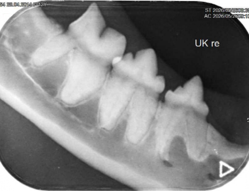 Dentalröntgen Kleintiere